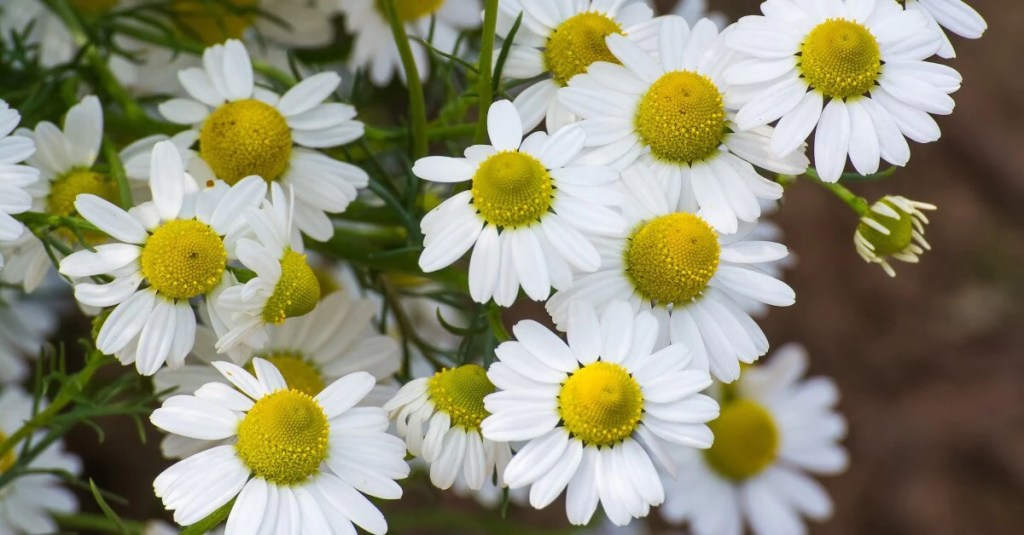Comforting German Chamomile